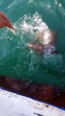 Su samurunu elleriyle besledi