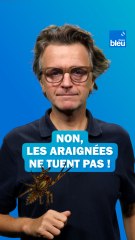 Non, les araignées ne tuent pas !