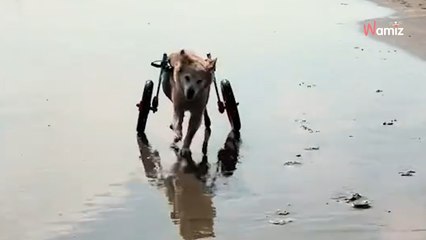 Dès qu'il arrive sur la plage, ce chien handicapé se transforme et oublie totalement son chariot (vidéo)