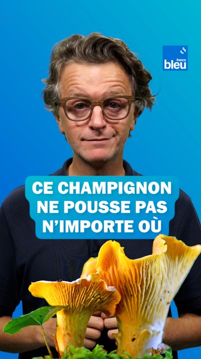 La girolle est un champignon qui ne pousse pas n'importe où