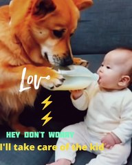 Cute dog | cute puppy | Try not to laugh | Do not laugh