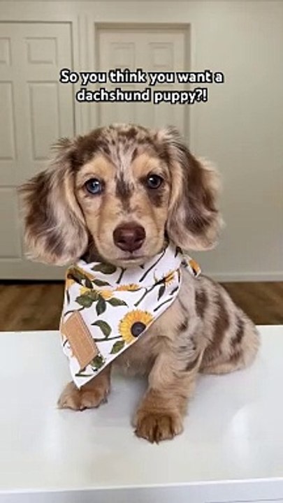 Vous voulez un chien Dachsund ?