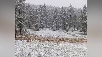 Download Video: Pascoli e greggi sotto la neve a Pampeago e San Pellegrino