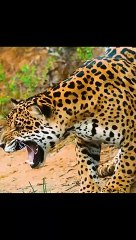 A jaguar hunts a crocodile. The hunter became hunted. Watch till the end  #wildlife #animal