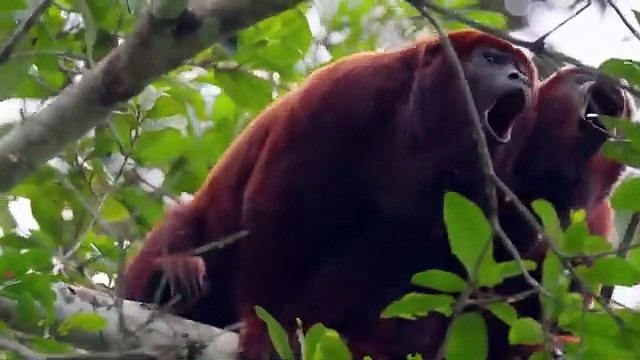 Rapaces _ Les Plus Terrifiants Prédateurs Des Cieux _ Documentaire