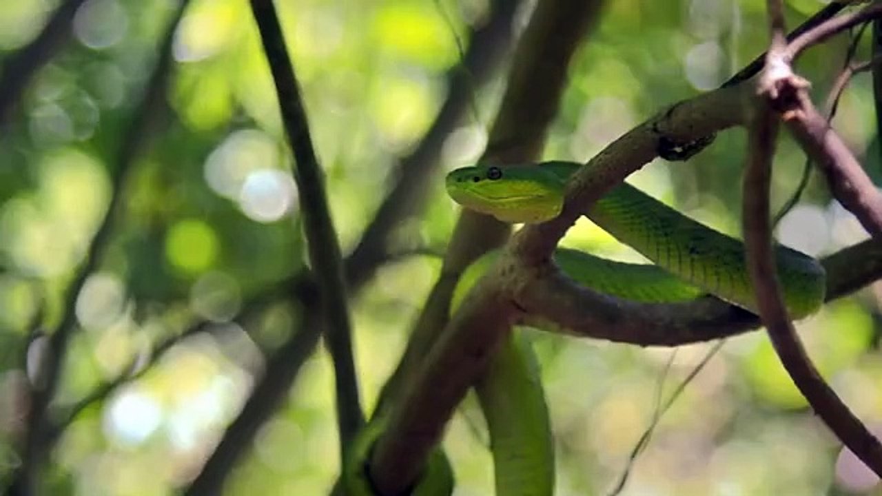 Indonésie _ les dangereux dragons de Komodo
