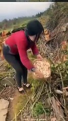 why-Chinese-people-don-t-use-cage