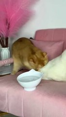 Nika_loves_to_eat_chicken_#cat_#cats(480p)