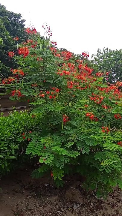 Nature flowers