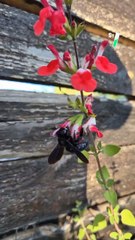 Ceci n’est pas un frelon : découvre le xylocope violet, cette abeille à l’apparence plutôt trompeuse  @seb_insectes