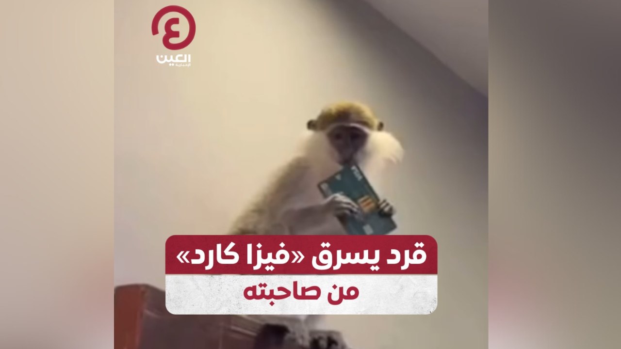 قرد يسرق «فيزا كارد» من صاحبته