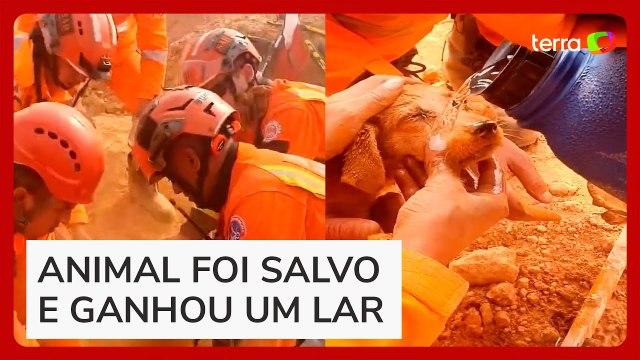 Filhote é resgatado de buraco de 10 metros de profundidade e adotado por bombeiro em MG