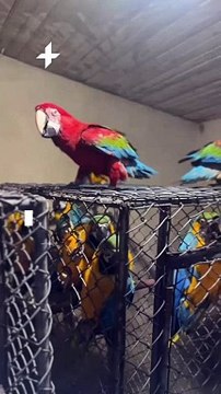 Mais de 50 araras foram resgatadas de maus-tratos em Novo Hamburgo