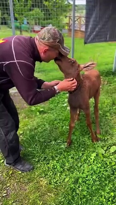 Baby moose