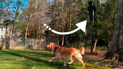 Can This Couple Win Hide And Seek Against Their Golden Retriever?