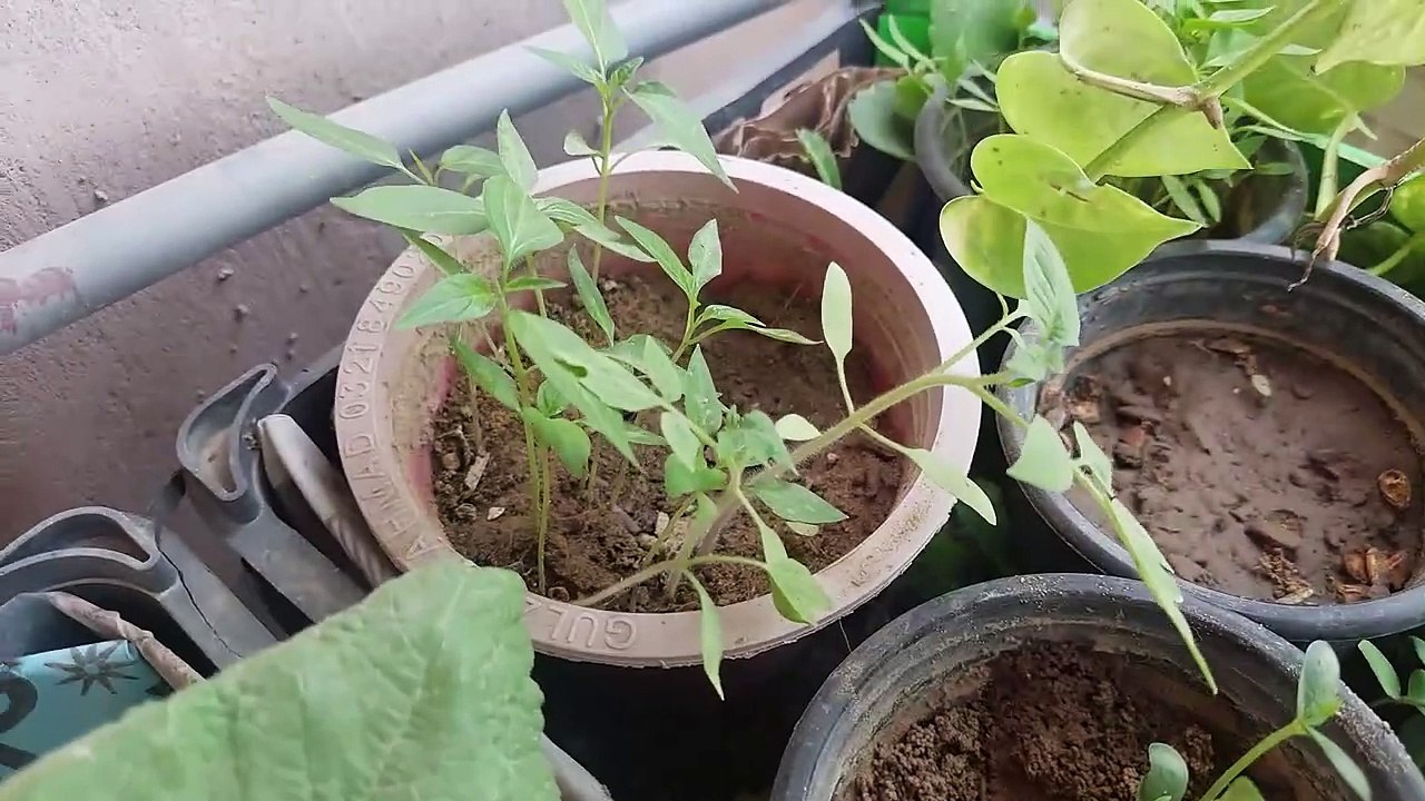 tomatoe and chilly seeds germinations ٹماٹر اور مرچ کے بیج टमाटर और मिर्च के बीज