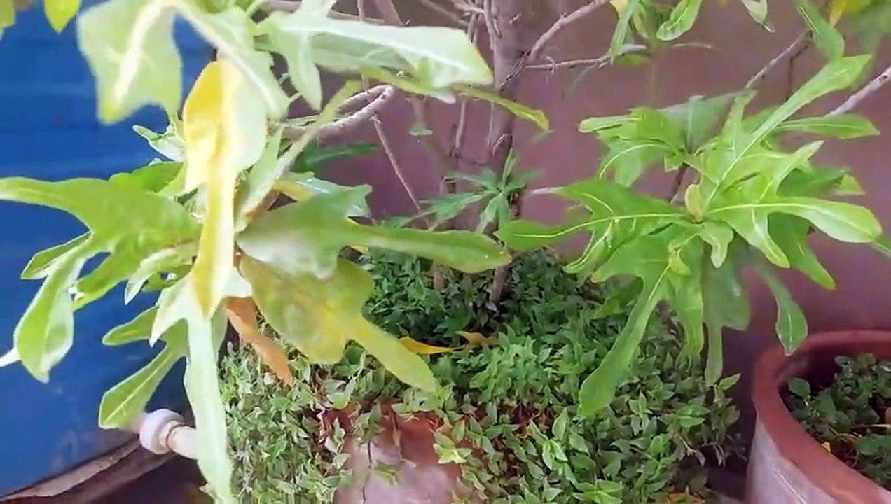 turtle vine ko kese taizi say grow krayn
