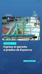 Ingresa el ganado a predios de Expocruz