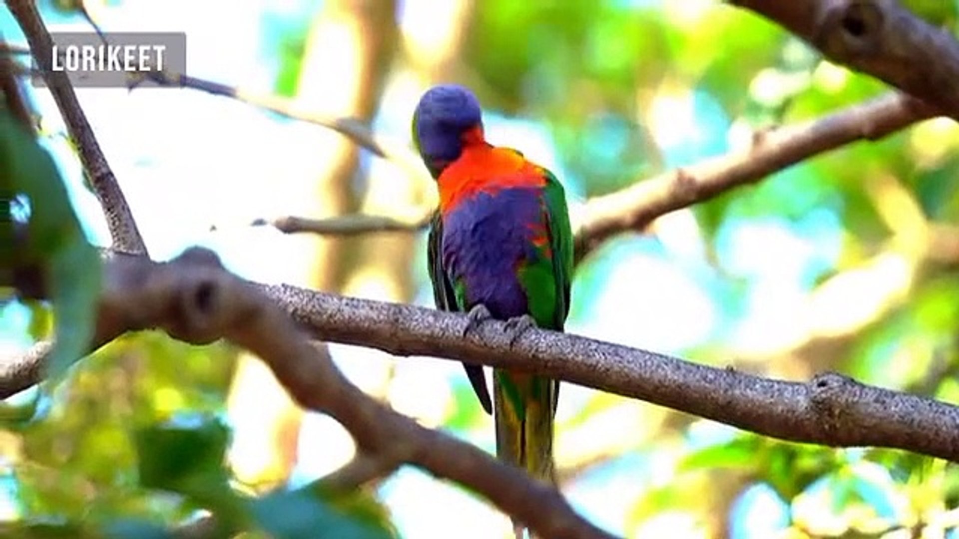 ⁣ANIMAL PLANET 8K ULTRA HD - #8K