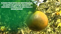 Fundecitrus divulga reestimativa da safra de laranja 2024/25 do cinturão citrícola de SP e MG
