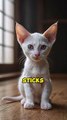 Oriental Shorthair Cat.