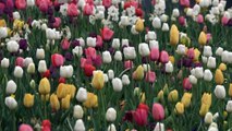 Floriade, Australia’s festival of flowers, due to open in Canberra this weekend