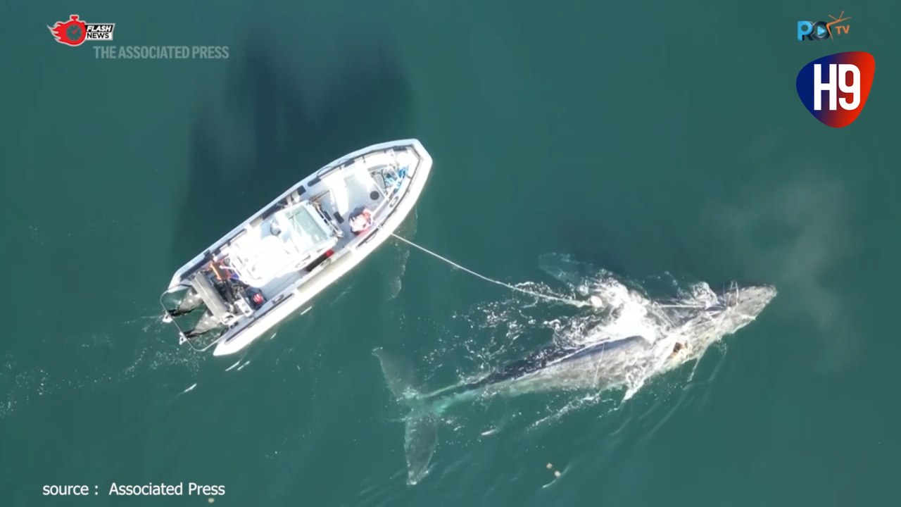 Aksi Penyelamatan Paus Bungkuk di Perairan British Columbia Kanada