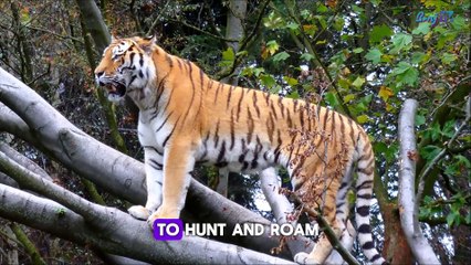 The Top 10 Most Incredible Facts About Tigers!