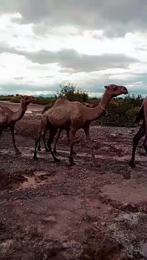 ⁣Nature beauty dessert and camels