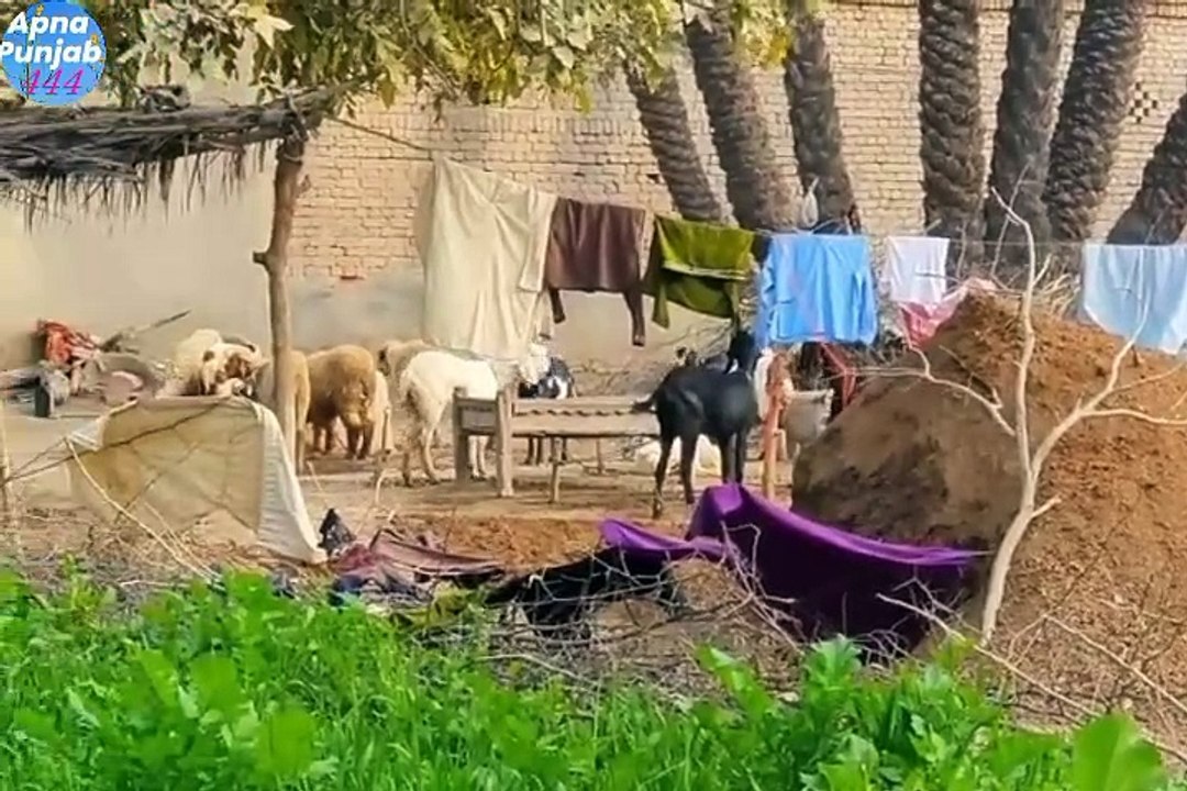 Punjab dey pind village vlog gaon ka khoobsurat manzar dehat ke Zindagi very unique and beautiful life apna sohna punjab