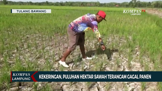 Kekeringan, Puluhan Hektar Sawah Terancam Gagal Panen