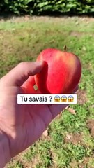 L’astuce pour tes fruits ! Ideale pour la rentree !