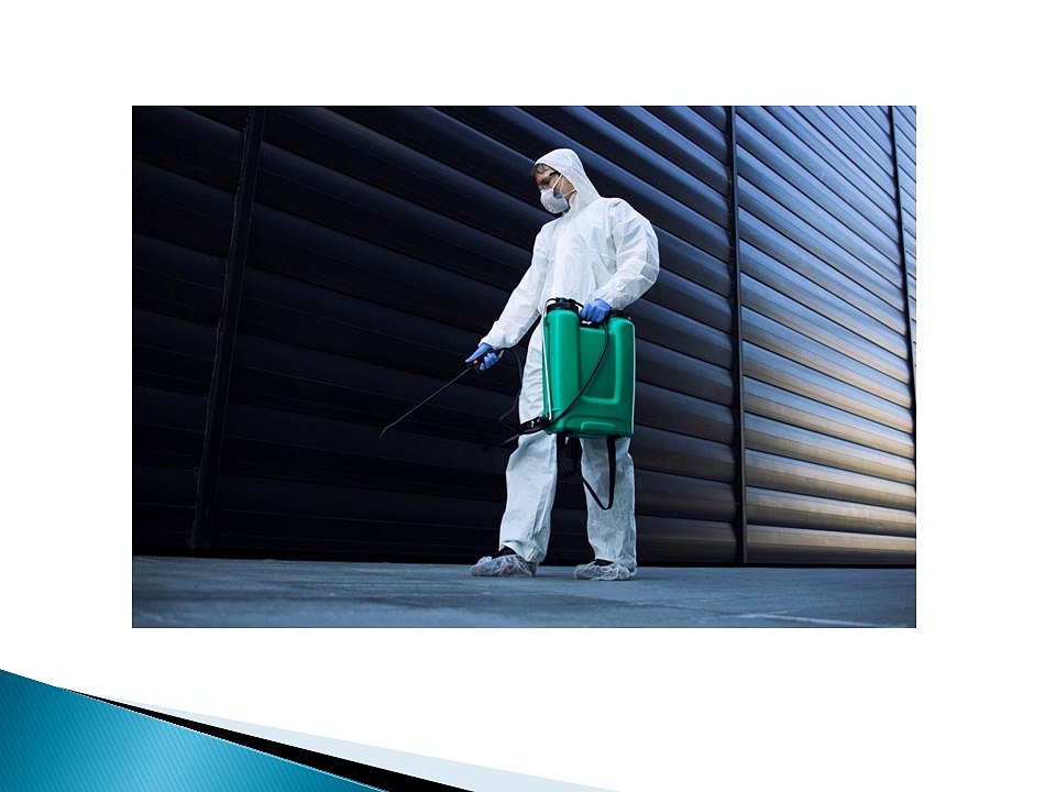 Top-Rated Pest Control Services in Sydney and the Hills District