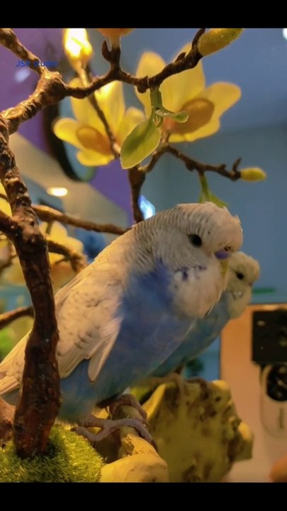Cute bird