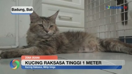 Kucing Raksasa Tinggi 1 Meter