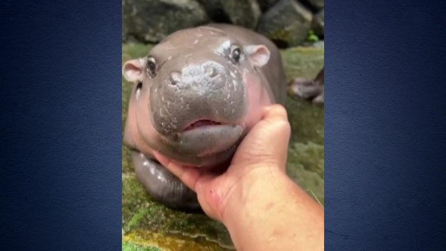 푸바오급 인기...태국은 지금 '새끼 하마 앓이' [앵커리포트] / YTN