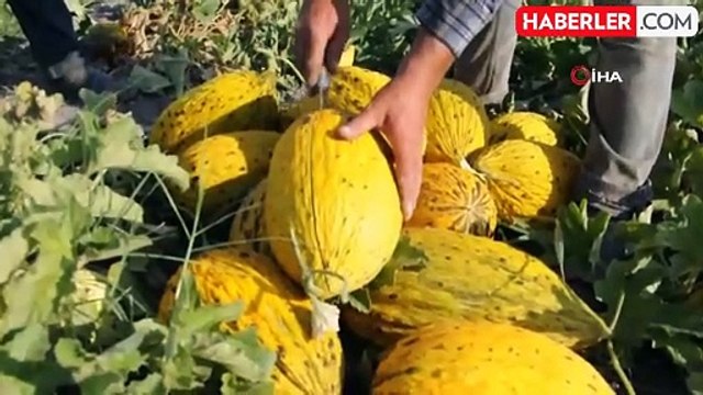 Kırkağaç Kavununda İlk Hasat Yapıldı