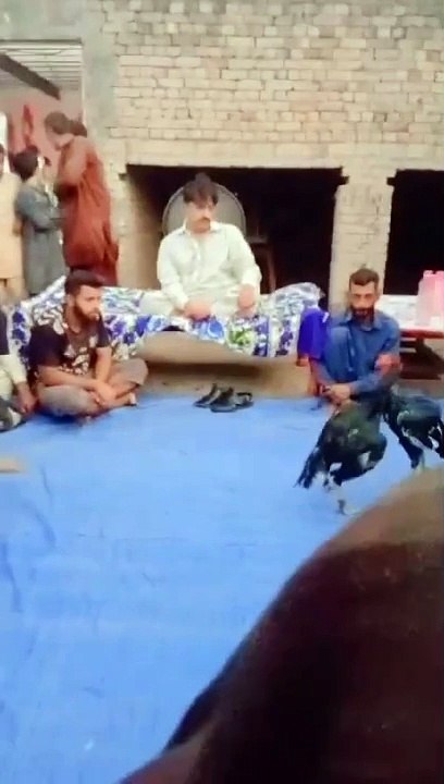 Syed Asif Ali Shah Geelani watching cockfight