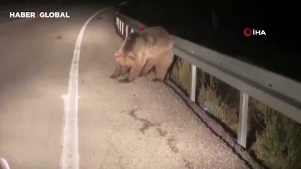 Sarıkamış’ta ayının dans eder gibi kaşınma anı herkesi güldürdü