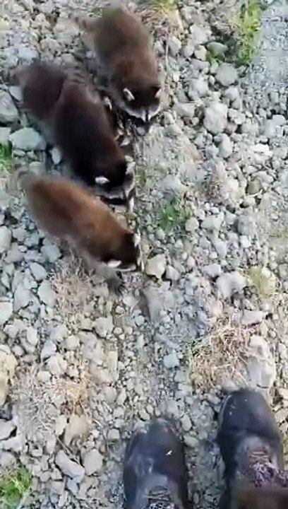 Aminals love