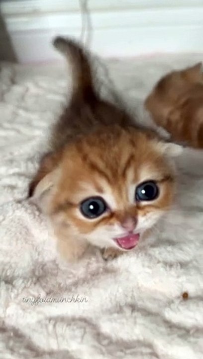 Music really can turn the sweetest kitten into a little gangster! Cosmo