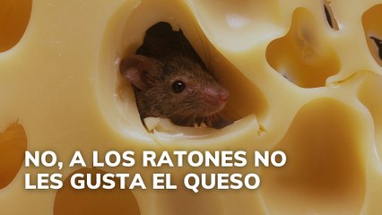 No, a los ratones no les gusta el queso