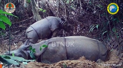 Un piccolo rinoceronte di Giava avvistato in un parco in Indonesia