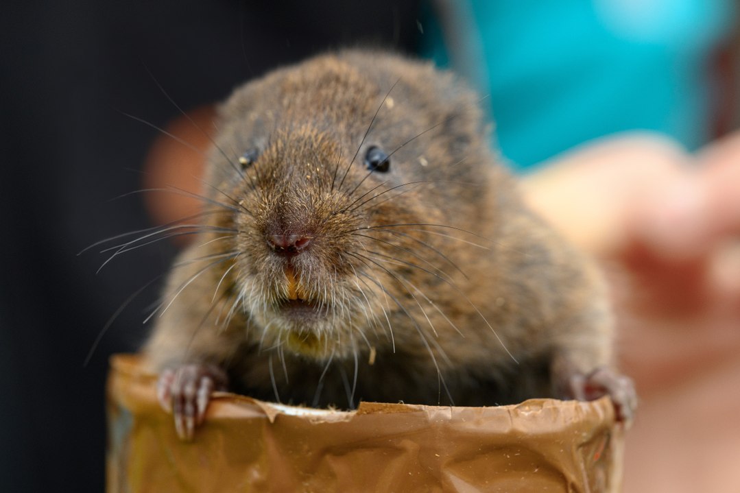 Water voles released in Cornwall