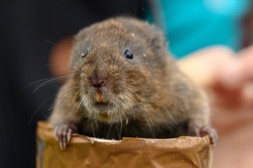 Water voles released in Cornwall