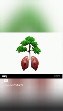 plants are called lungs of earth | Lungs earth | #shorts #viral #viralvideo