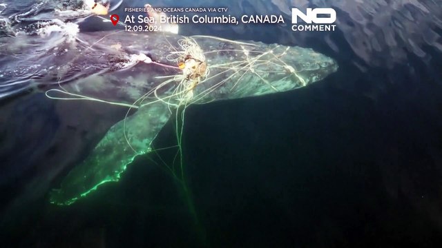 نهنگ گوژپشت گرفتار در تور ماهیگیران در کانادا پس از ۴ روز تلاش نجات داده شد