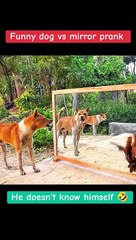 Dog and chicken Vs  mirror  prank  #dog #prank