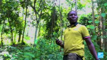 The cocoa connection: How 'brown gold' is smuggled between Ivory Coast, Liberia and Guinea