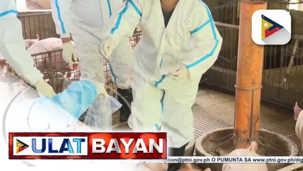 Pagsusuri sa dugo ng mga baboy na binakunahan kontra ASF, sisimulan na ng D.A.
